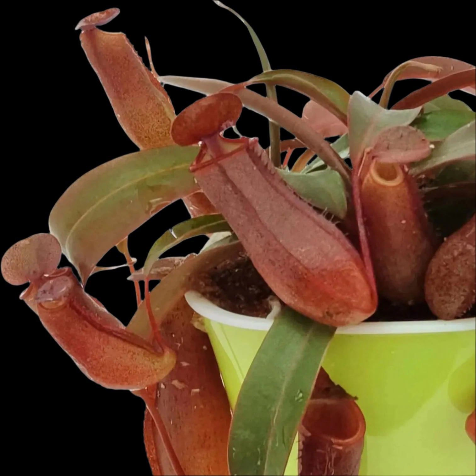 Nepenthes Rebecca Soper