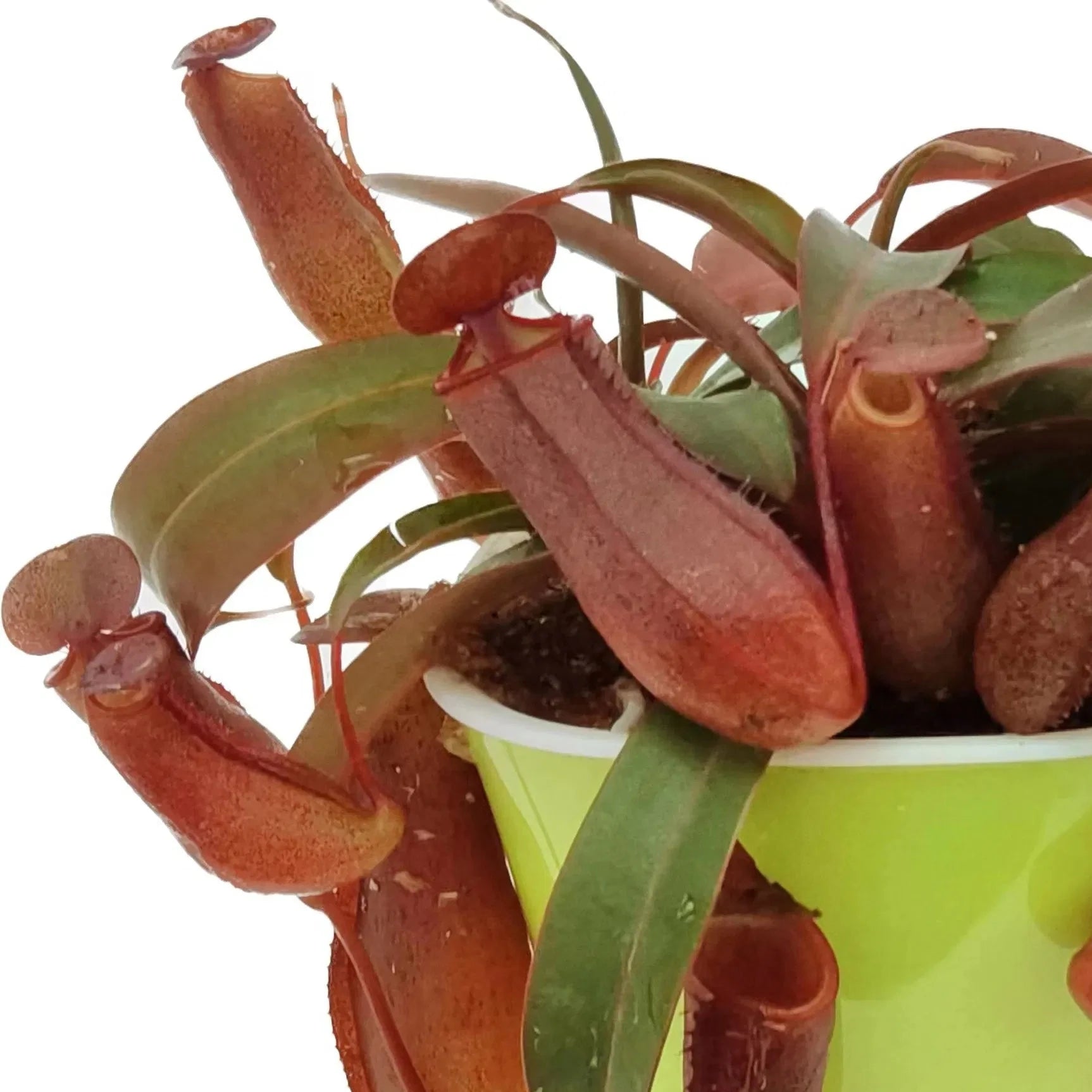 Nepenthes 'Rebecca Soper' Tropical Pitcher Plant 