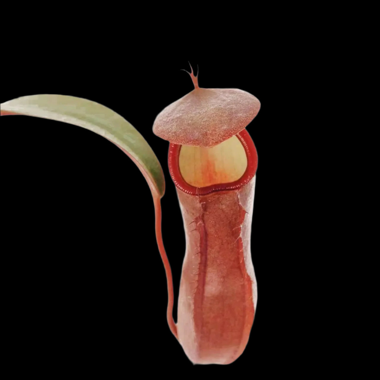 Close-up of a pitcher plant with a white background