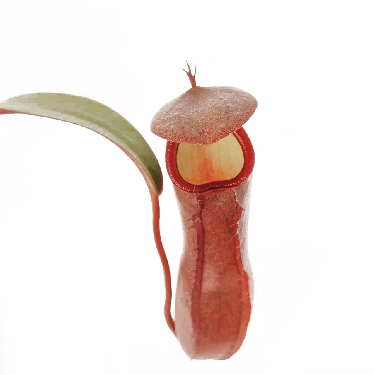 Nepenthes 'Rebecca Soper' Tropical Pitcher Plant 