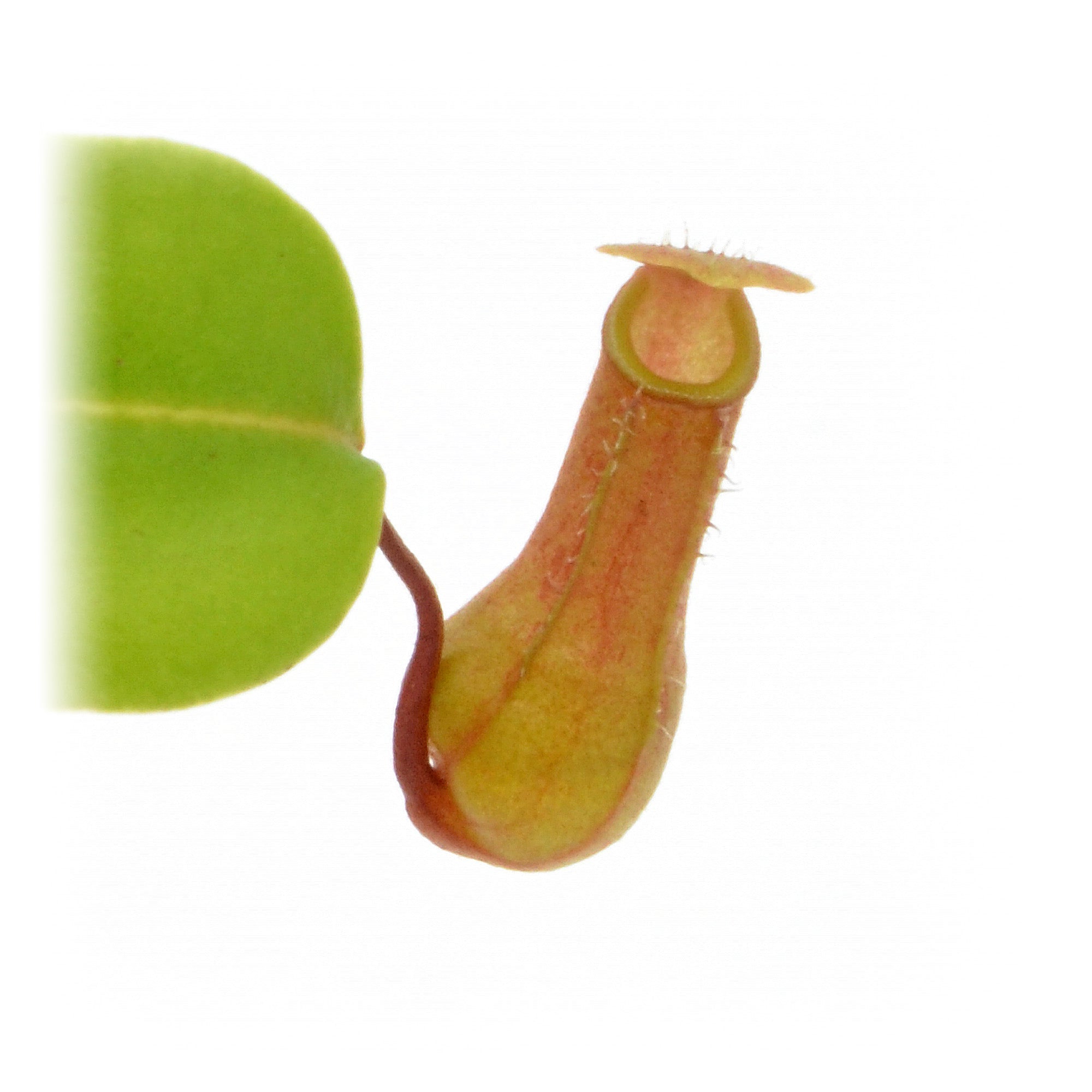 Nepenthes Ventricosa - Tropical Pitcher Plant - 7cm Pot