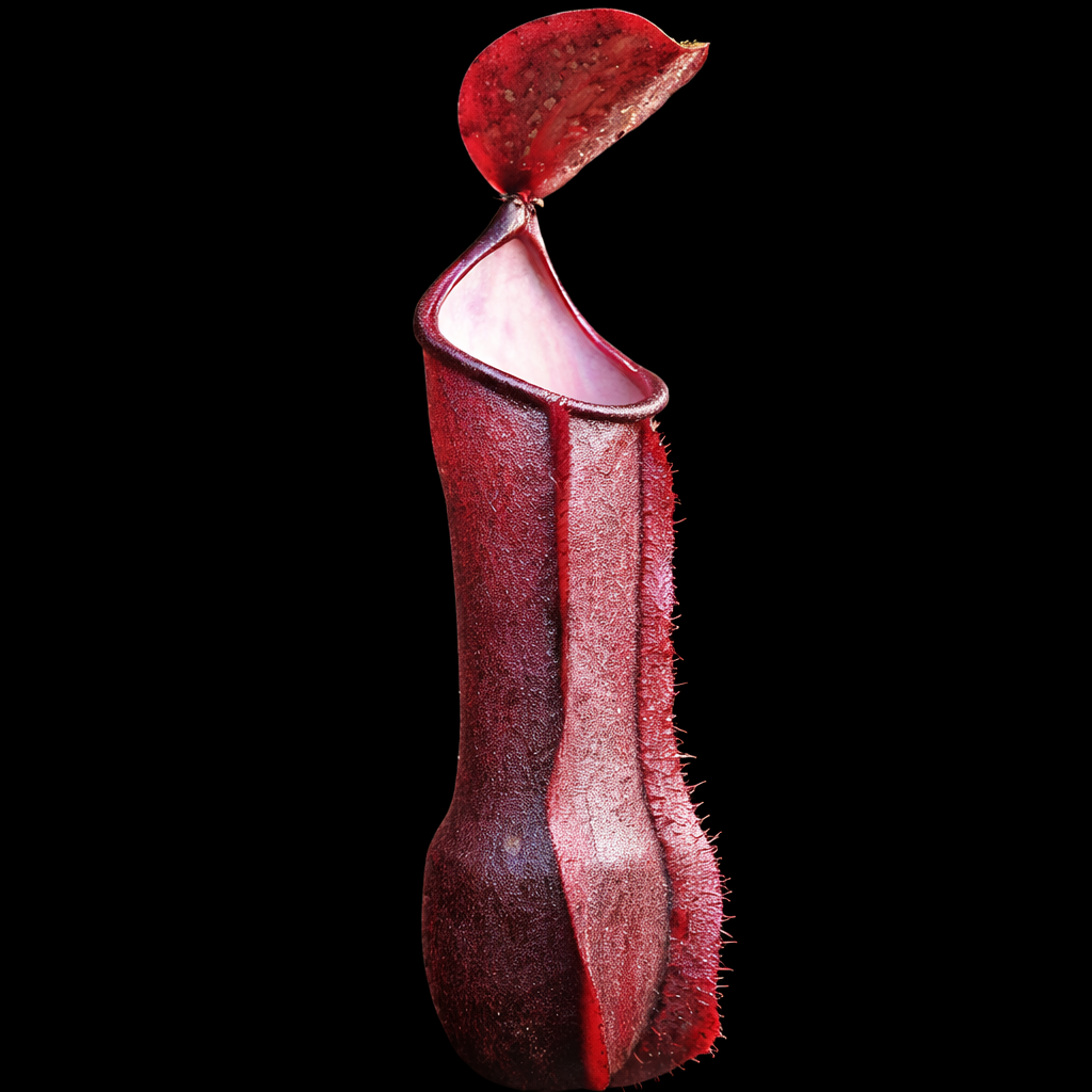 Red pitcher plant on a black background