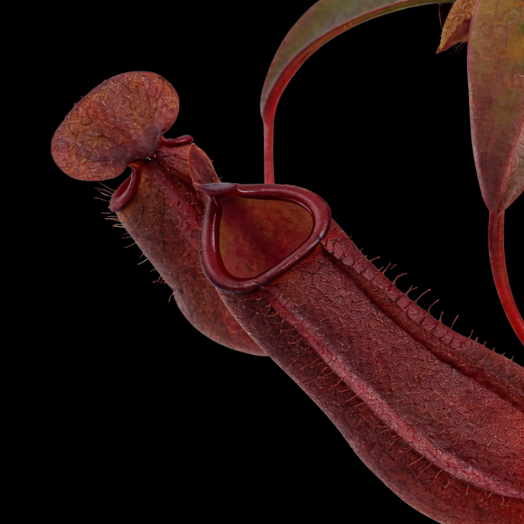Close-up of a pitcher plant with a dark background