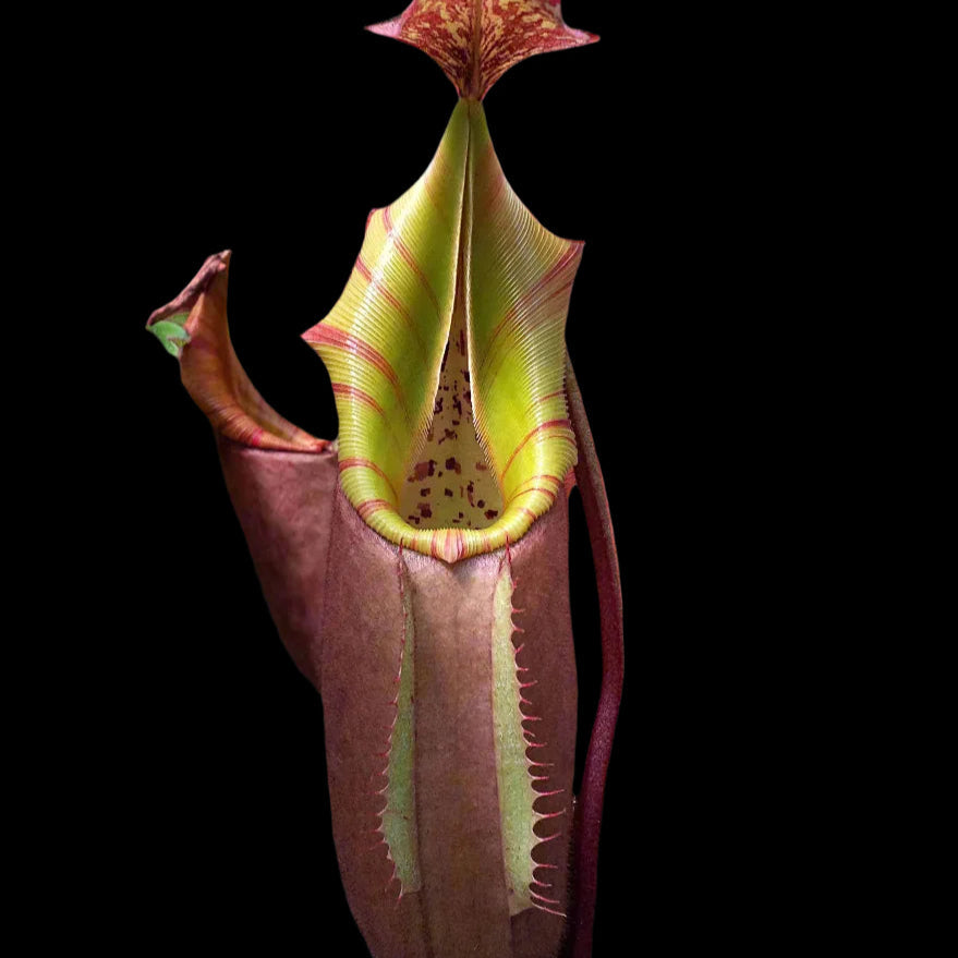 Nepenthes Veitchii - Striped Tooth Pitcher Plant