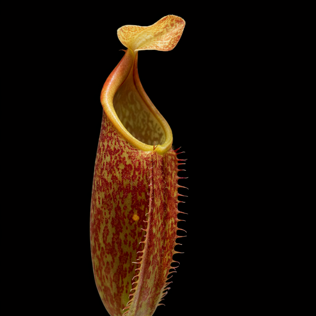Nepenthes maxima plant with a unique shape on a black background