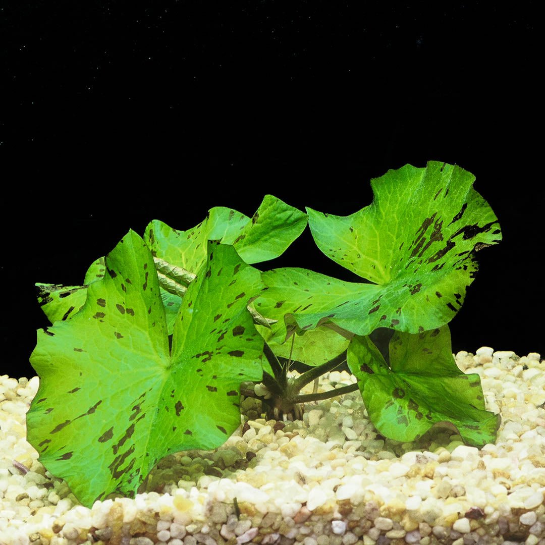 The Guppy Garden