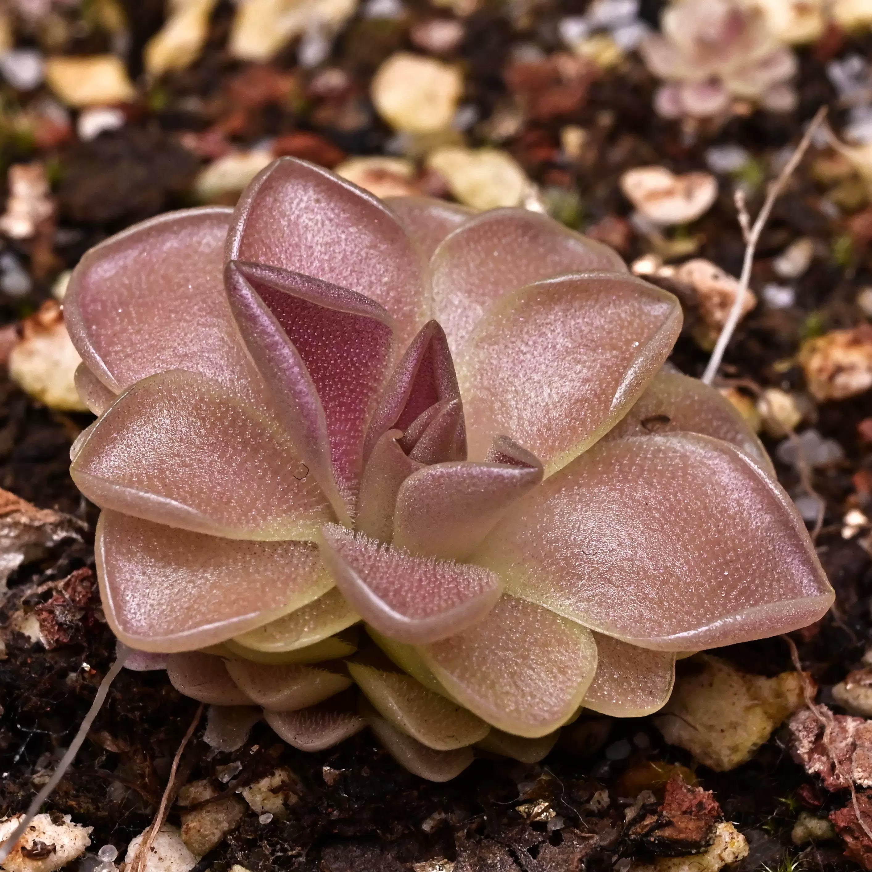 Pinguicula 'Scarlet Witch' – Mexican Butterwort – 1 Plant in Grow Cup