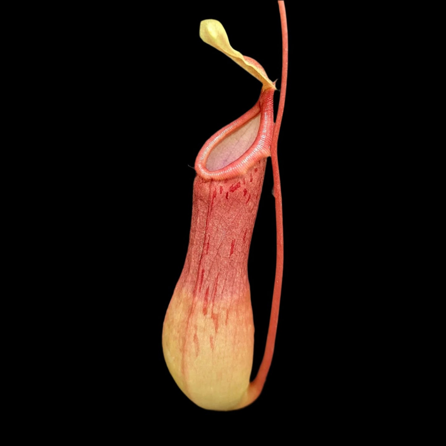 Ventrata Nepenthes Pink and yellow pitcher plant on a black background