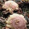 Pinguicula sp Santa Maria Yucuhiti – Mexican Butterwort – 1 Plant in Grow Cup