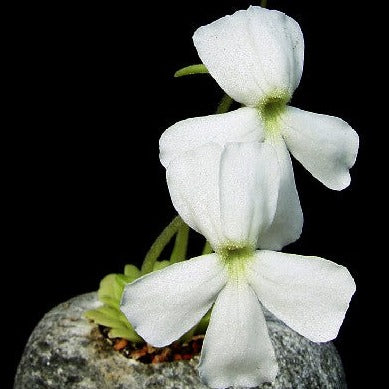 Pinguicula moranensis 'White Flower' – Mexican Butterwort – 1 Plant in Grow Cup
