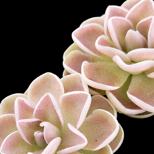 Three pink succulents on a black background