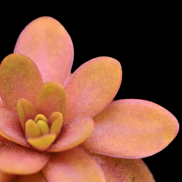Pink succulent pinguicula plant on a black background