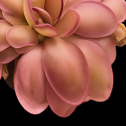 Pink succulent plant on a white background