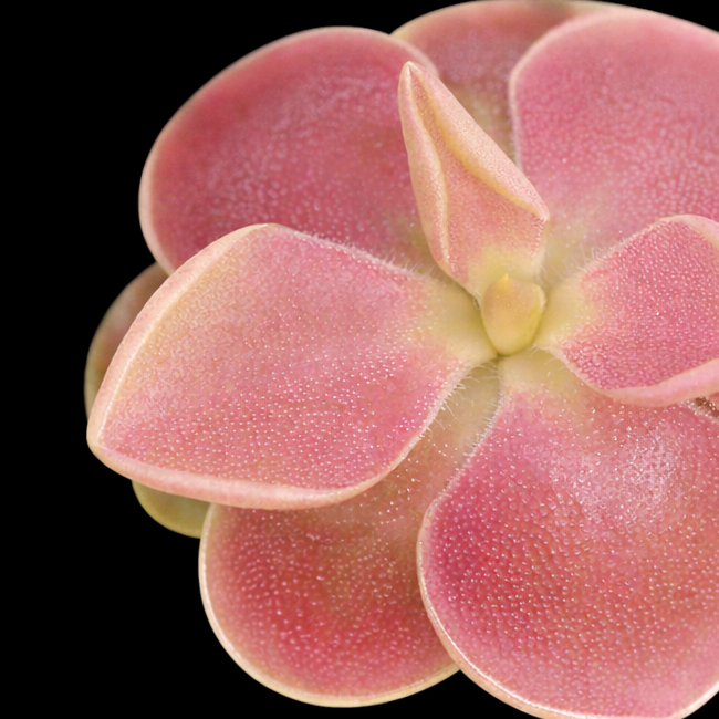 Close-up of a pink flower bud on a black background