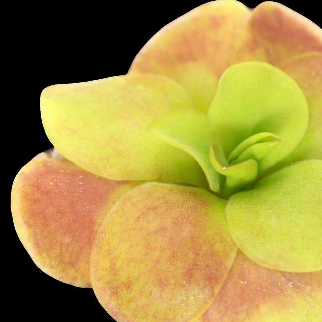 Pinguicula Tina Succulent plant with green and pinkish-red leaves on a black background