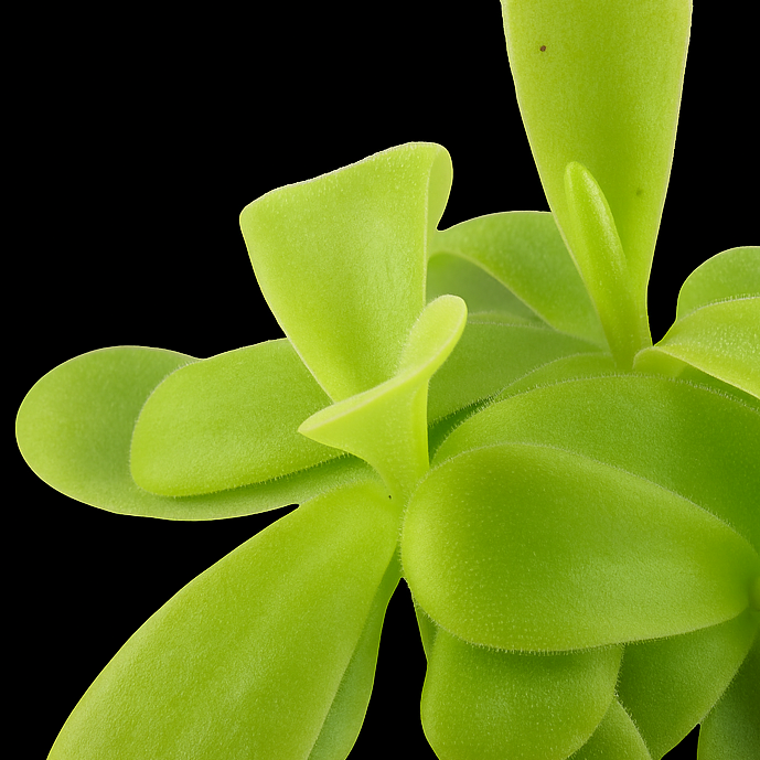 Close-up of a green succulent plant on a black background