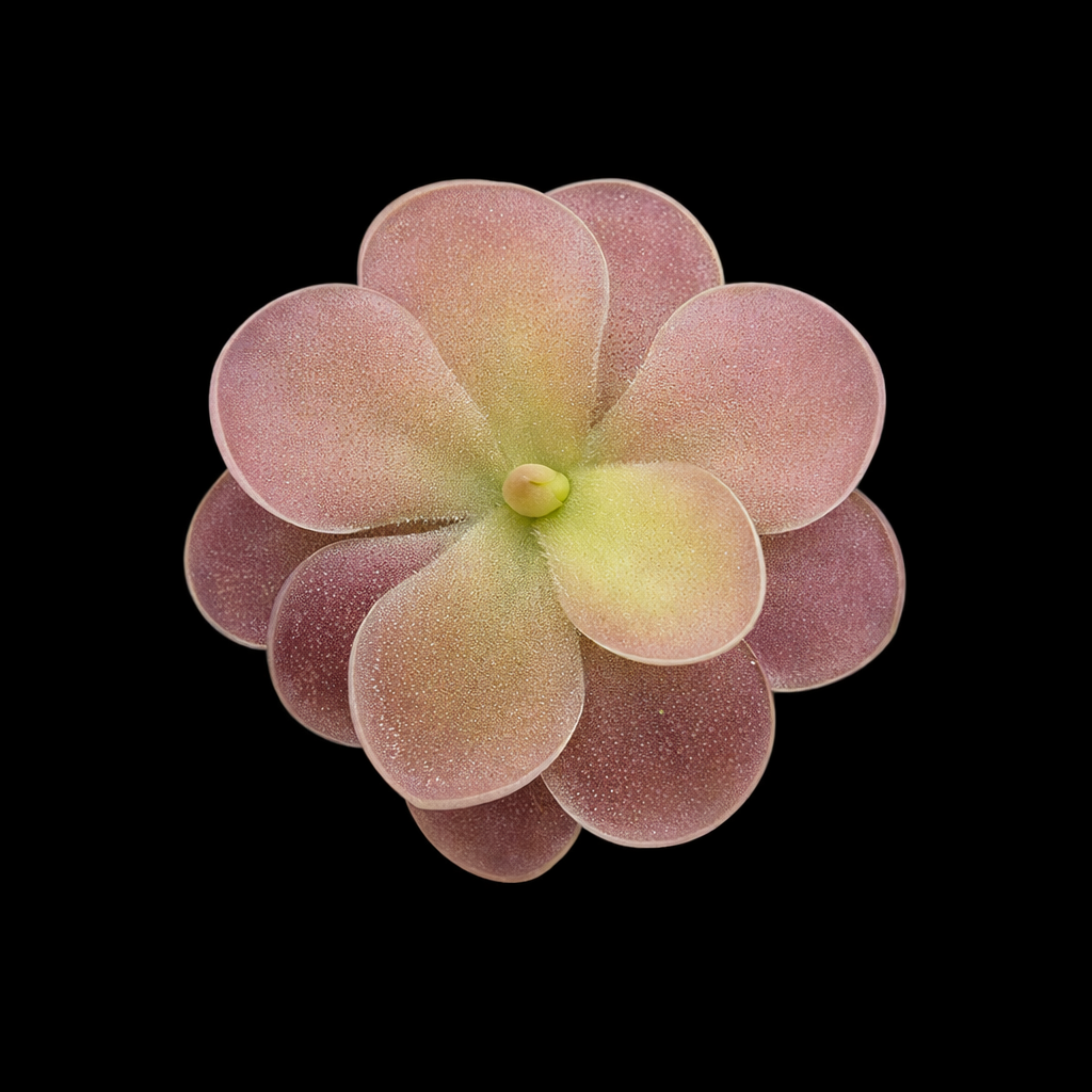 Close-up of a pink succulent plant on a black background