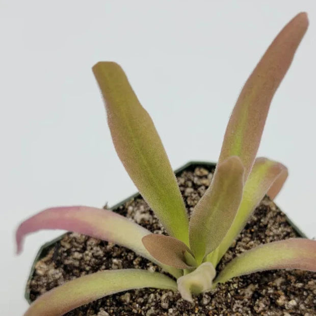 Pinguicula 'Aphrodite' – Mexican Butterwort 