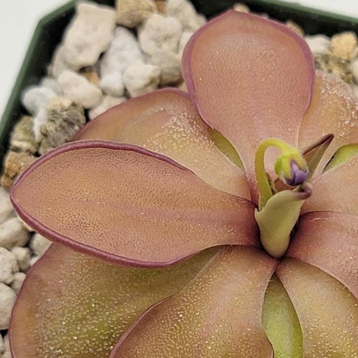 Pinguicula 'Emarginata x Hemiepiphytica' – Mexican Butterwort 