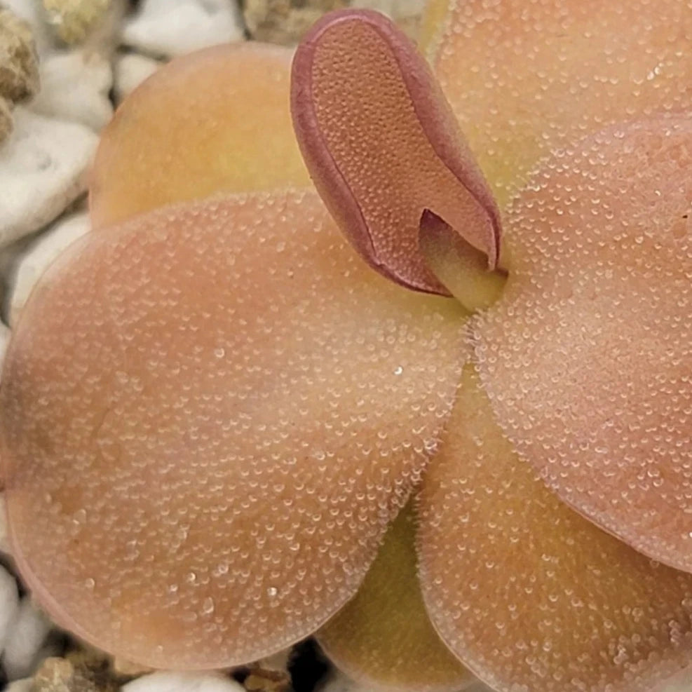 Pinguicula 'Guatemala' – Central American Butterwort 