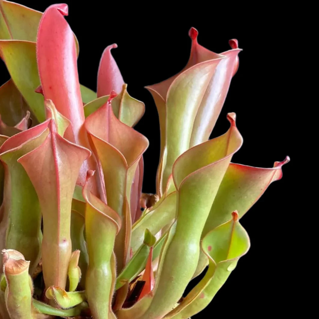 Heliamphora Stocky plant with pink and green leaves on a dark background