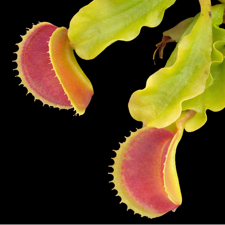 Close-up of a plant with pink and green leaves on a black background