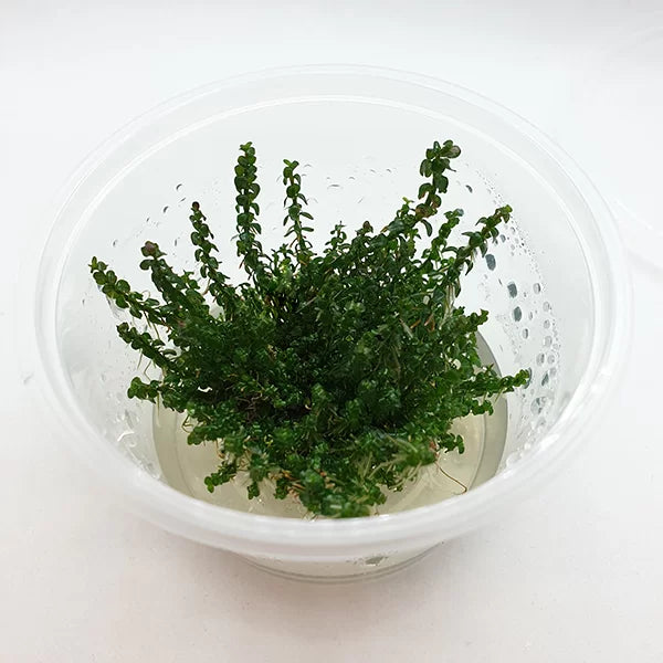 The Guppy Garden