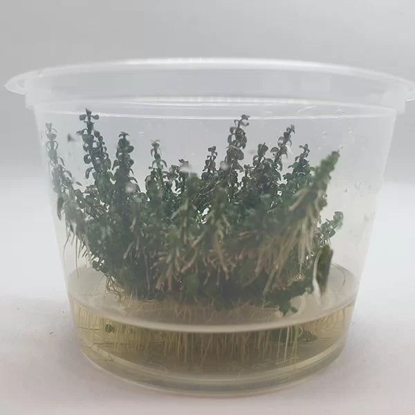 The Guppy Garden