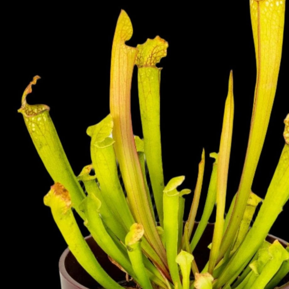 Sarracenia Leucophylla Rubra 'Barba Green' Pitcher Plant
