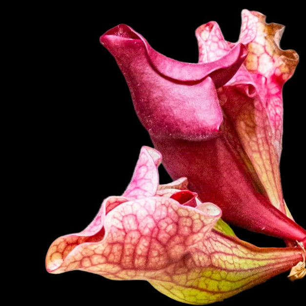 Potted carnivorous plant with pink pitcher-like leaves on a wooden surface.
