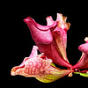 Potted carnivorous plant with pink pitcher-like leaves on a wooden surface.