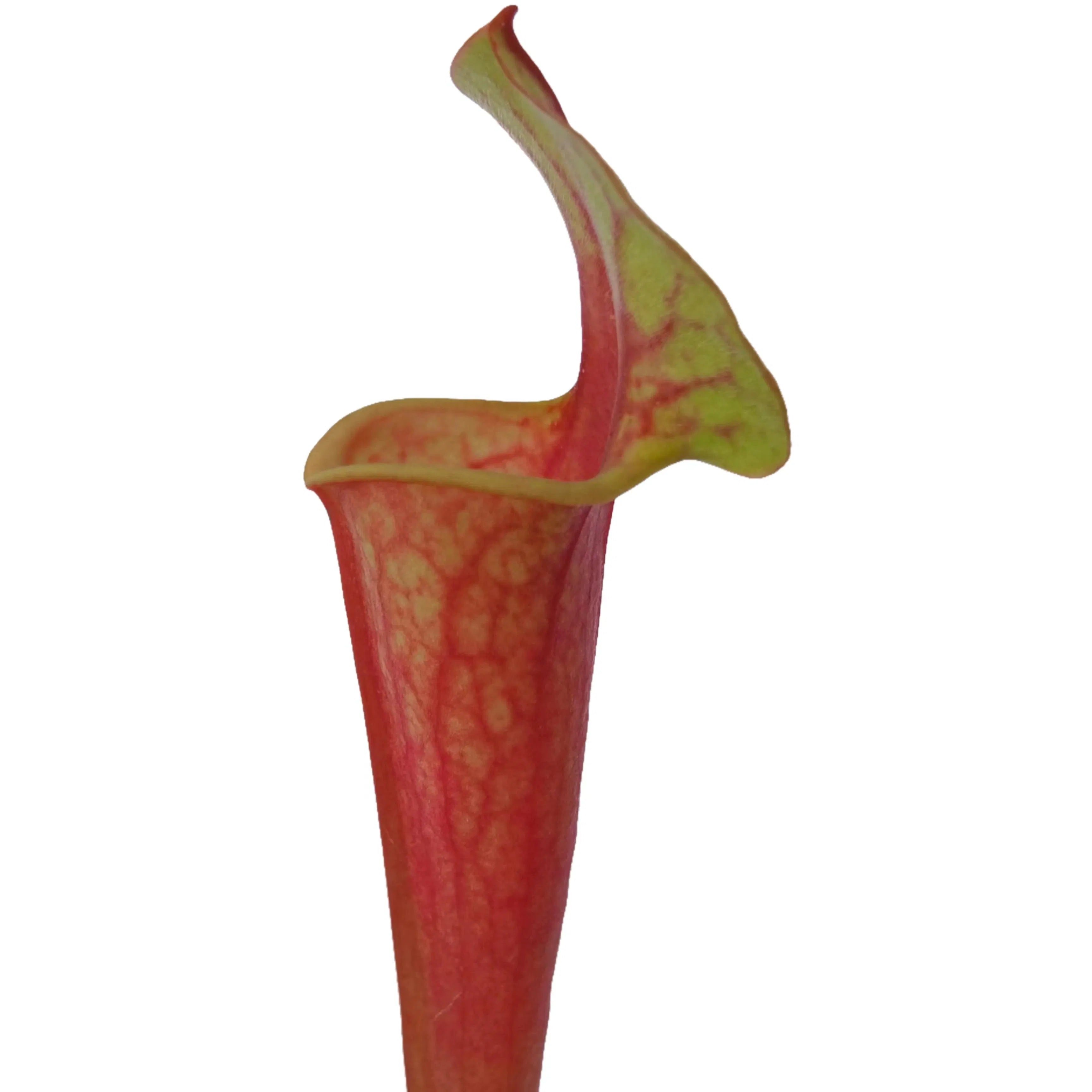 Sarracenia Flava Rubricorpora - Red Tube Pitcher Plant 