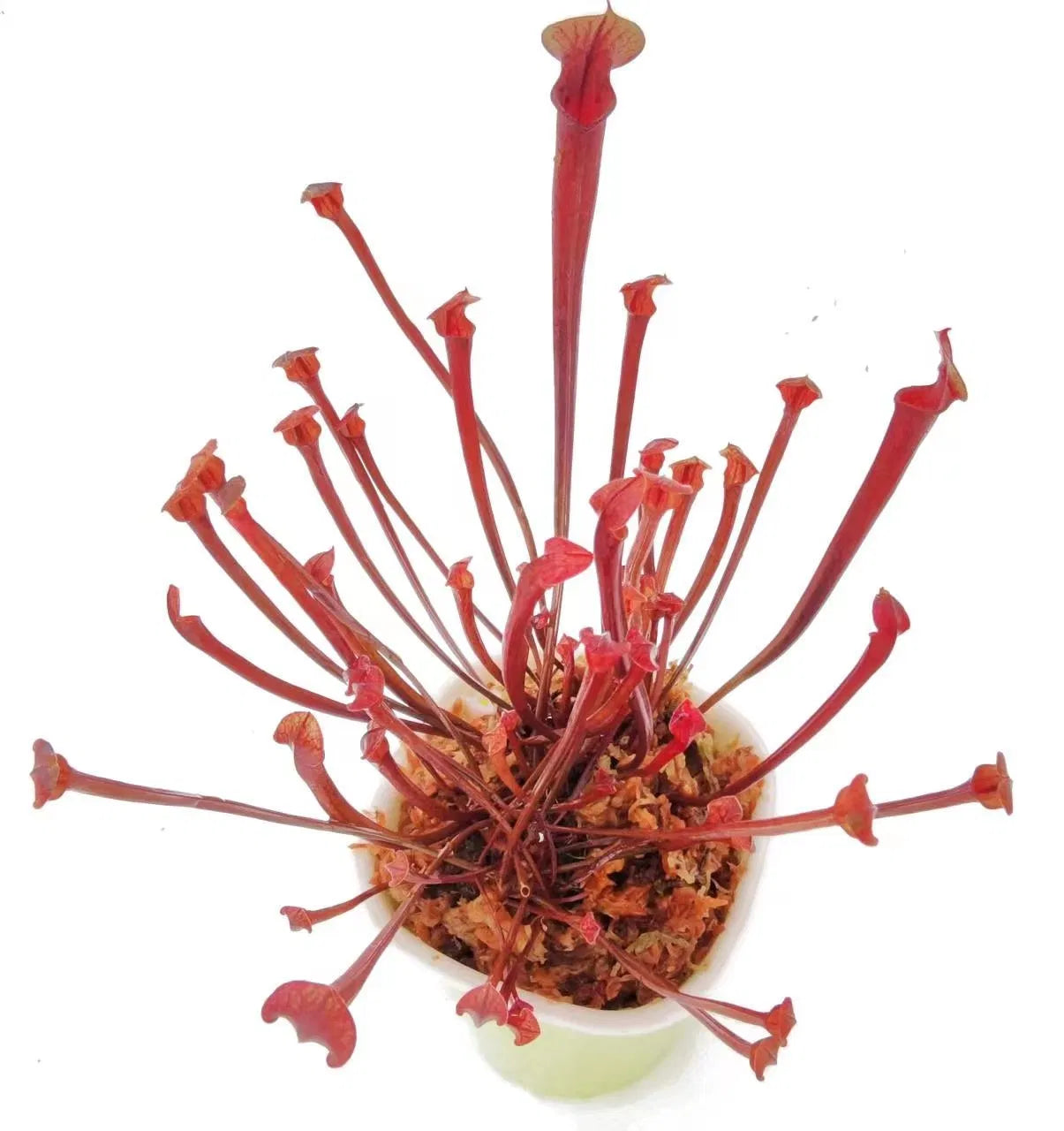 Sarracenia Flava Rubricorpora - Red Tube Pitcher Plant 