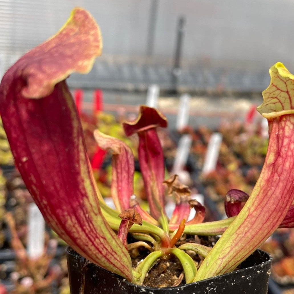 Sarracenia Hydra - Trumpet Pitcher Plant 
