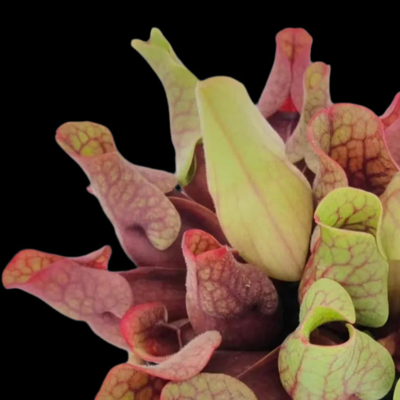 Sarracenia-Purpurea-Venosa-Tissue-Culture-Carnivorous-Plants-Plug-Plants-Seeding-Nursery_2