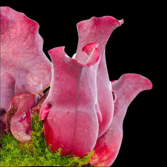 Sarracenia purpurea venosa sylwia - Trumpet Pitcher Plant