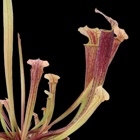 Tygo Potted plant with pitcher-like flowers on a white background, branded with eGarden.store.