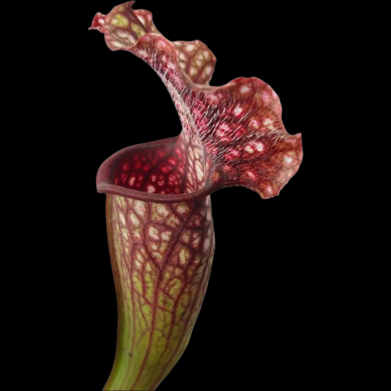 Sarracenia Velvet - Trumpet Pitcher Plant 