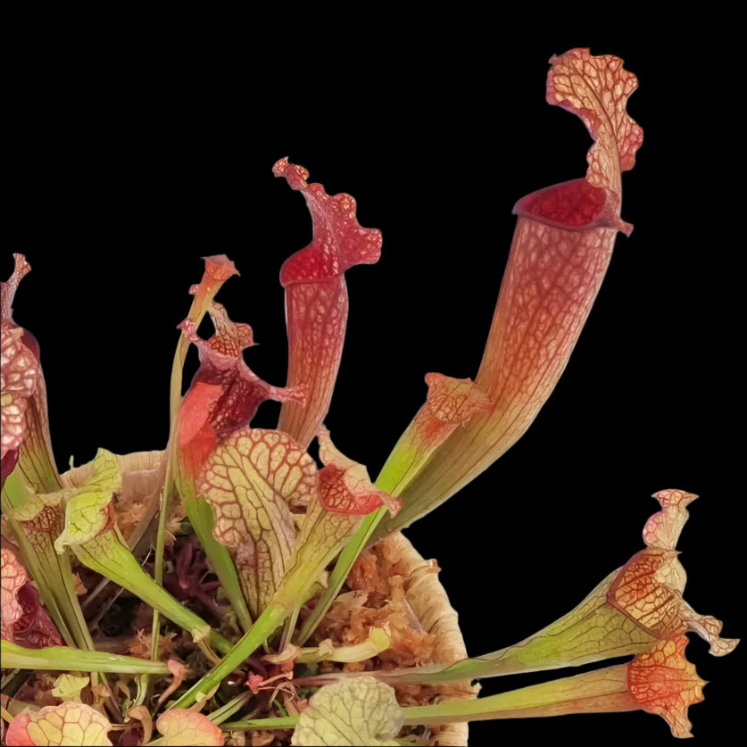 Sarracenia Velvet - Trumpet Pitcher Plant 