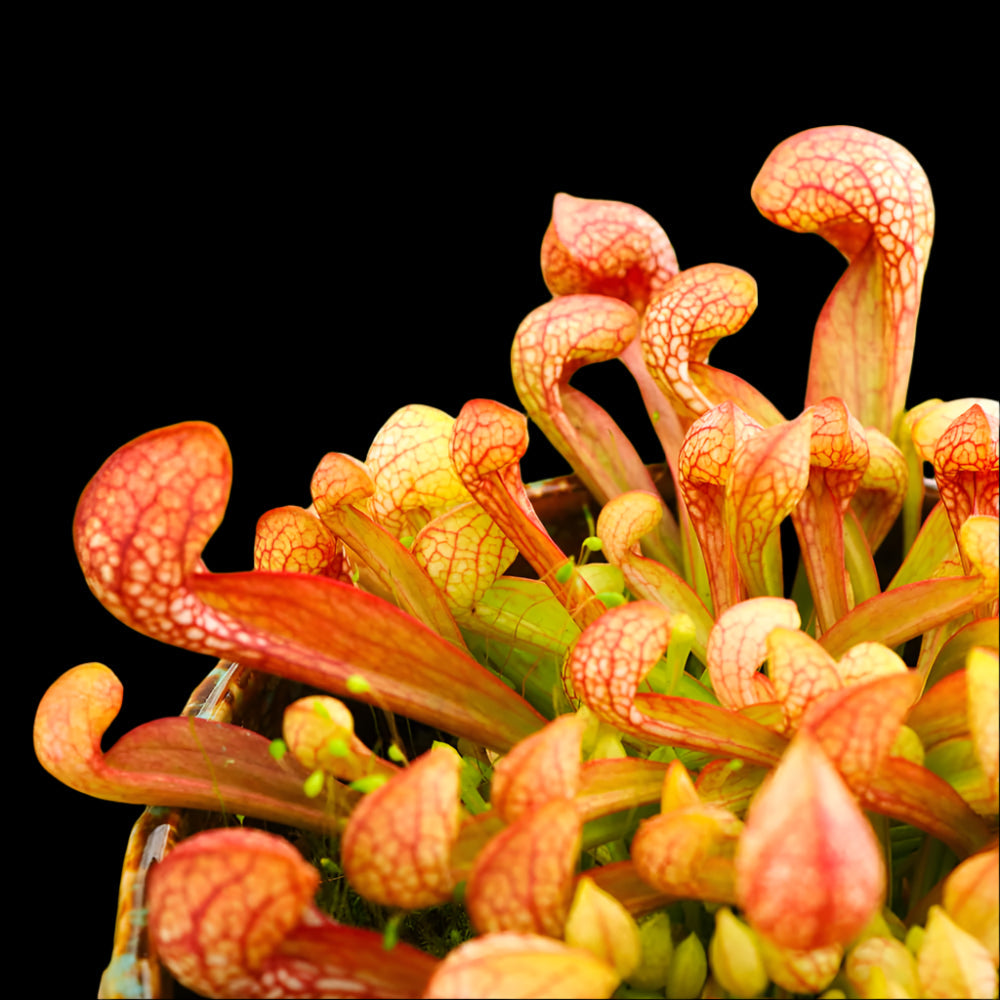 Close-up of a parrot pitcher plant with red and green leaves.