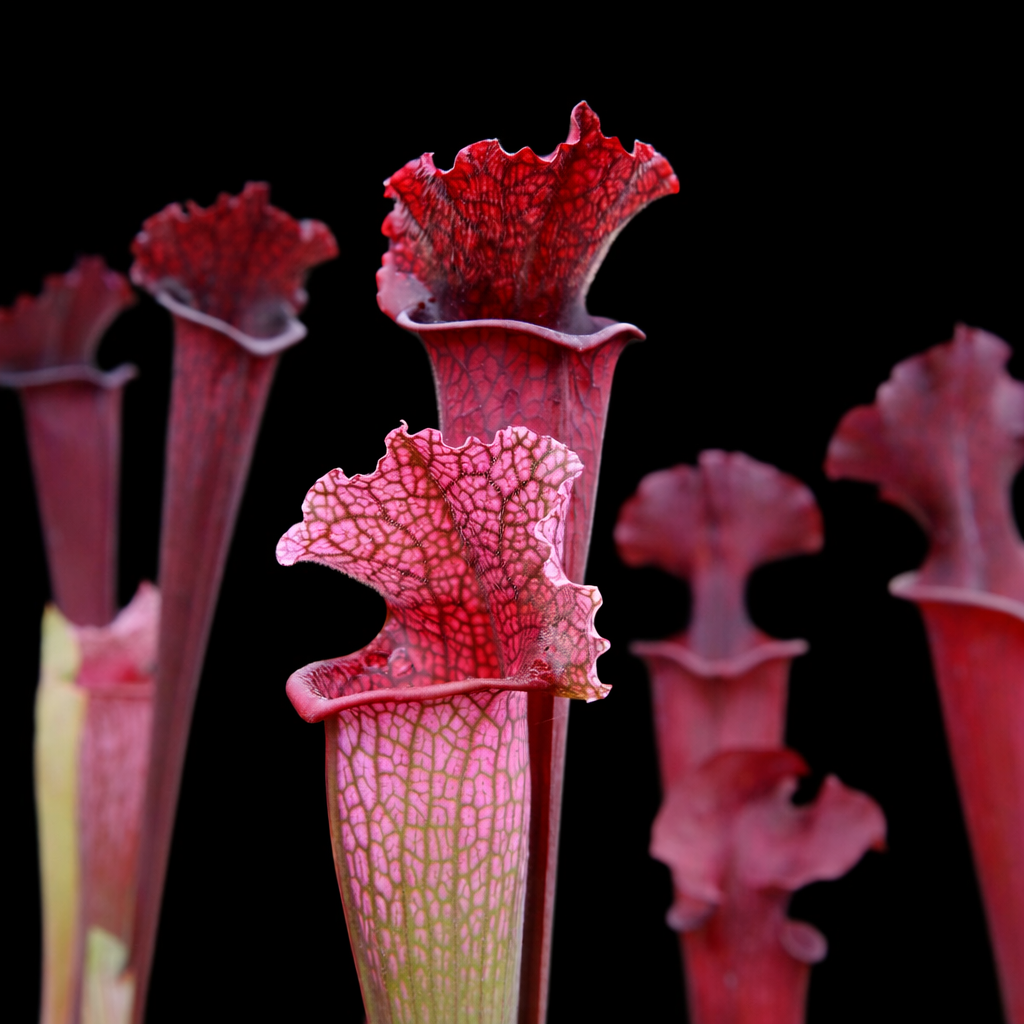 Close-up of red and green pitcher plants against a black background