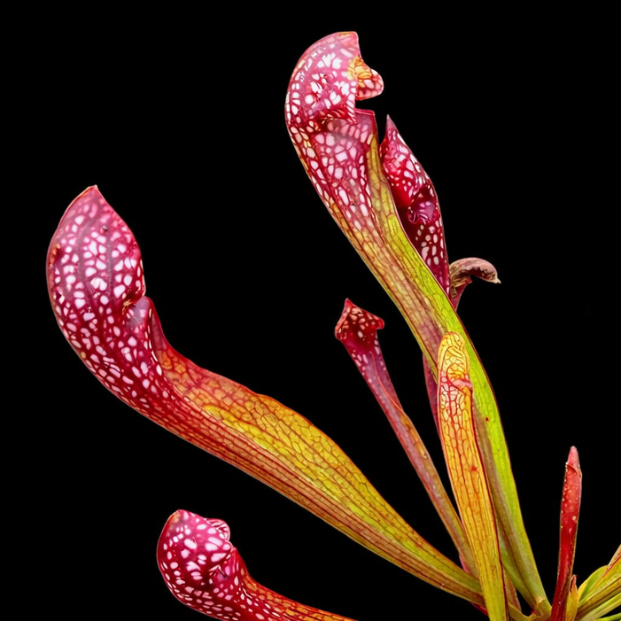 Close-up of a pitcher plant with red and green colors on a black background