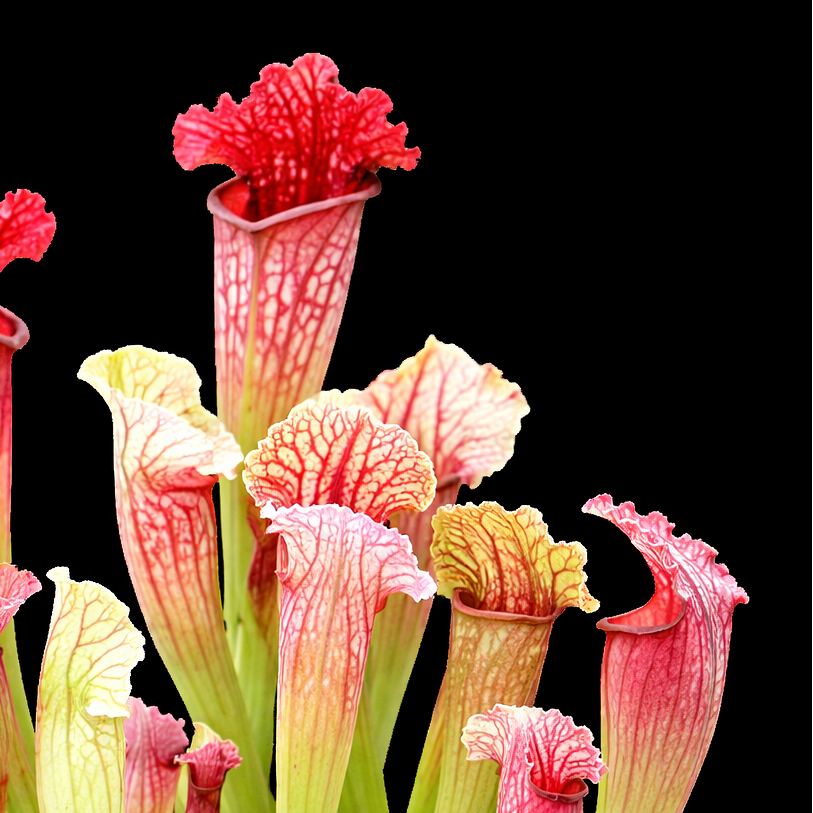 Sarracenia plant with red and green pitcher-like flowers on a black background