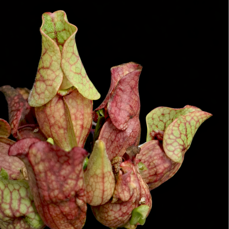 Sarracenia plant with red and green pitcher-like structures on a black background