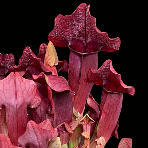 Red pitcher plant on a black background