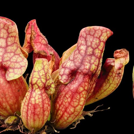 Two pitcher plants, one green and one pinkish-red, on a black background.