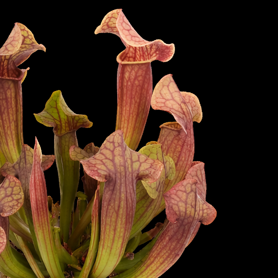 Sarracenia plant with pinkish-red pitcher-like leaves on a black background
