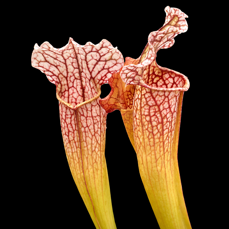 Close-up of a pitcher plant with a black background