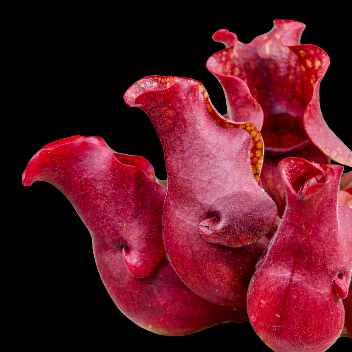 Close-up of a red pitcher plant on a black background