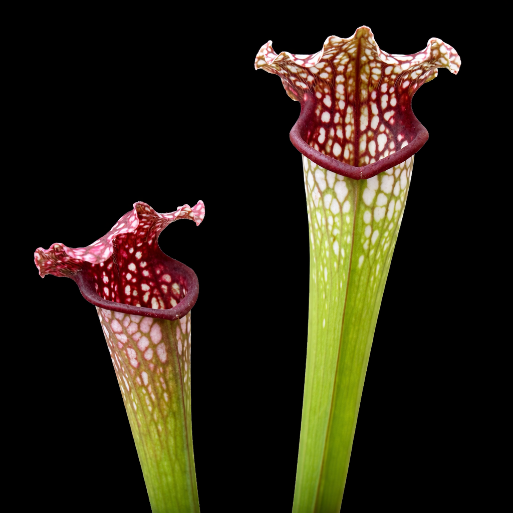 Two pitcher plants with red and white patterns on a black background